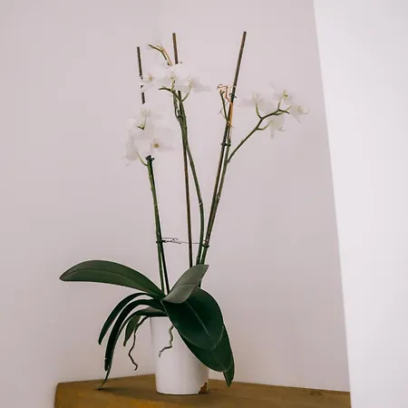 Franko * Berati